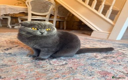 British Shorthair cats for sale: Beautiful Gentle Male British Shorthair - Image 2