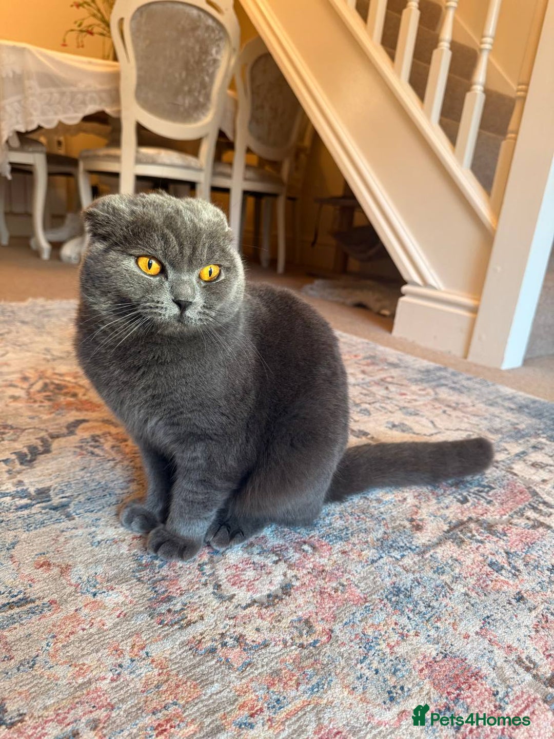 British Shorthair cats for sale: Beautiful Gentle Male British Shorthair - Image 2