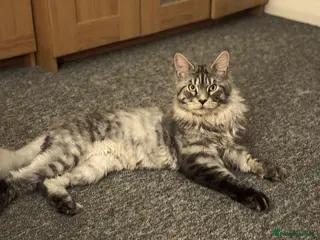 Maine Coon cats STUDY Beautiful Maine Coon, GCCF, TICA registered - Advert 3