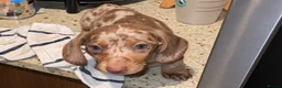 Miniature Dachshund dogs for sale: CHAMP🏆 MINI DACHSHUNDS 🇩🇪 Wir lieben Dachshunde - Advert 13
