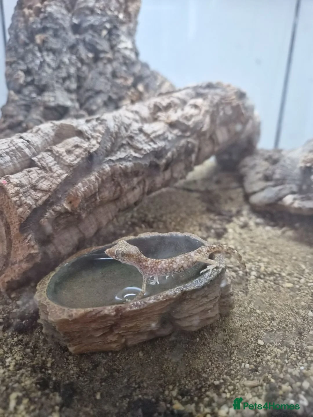 Gecko reptiles for sale: Elegant geckos - Advert 5
