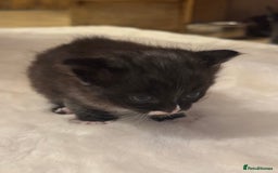 Ragdoll cats for sale: Half ragdoll stunningly marked kittens  - Image 28