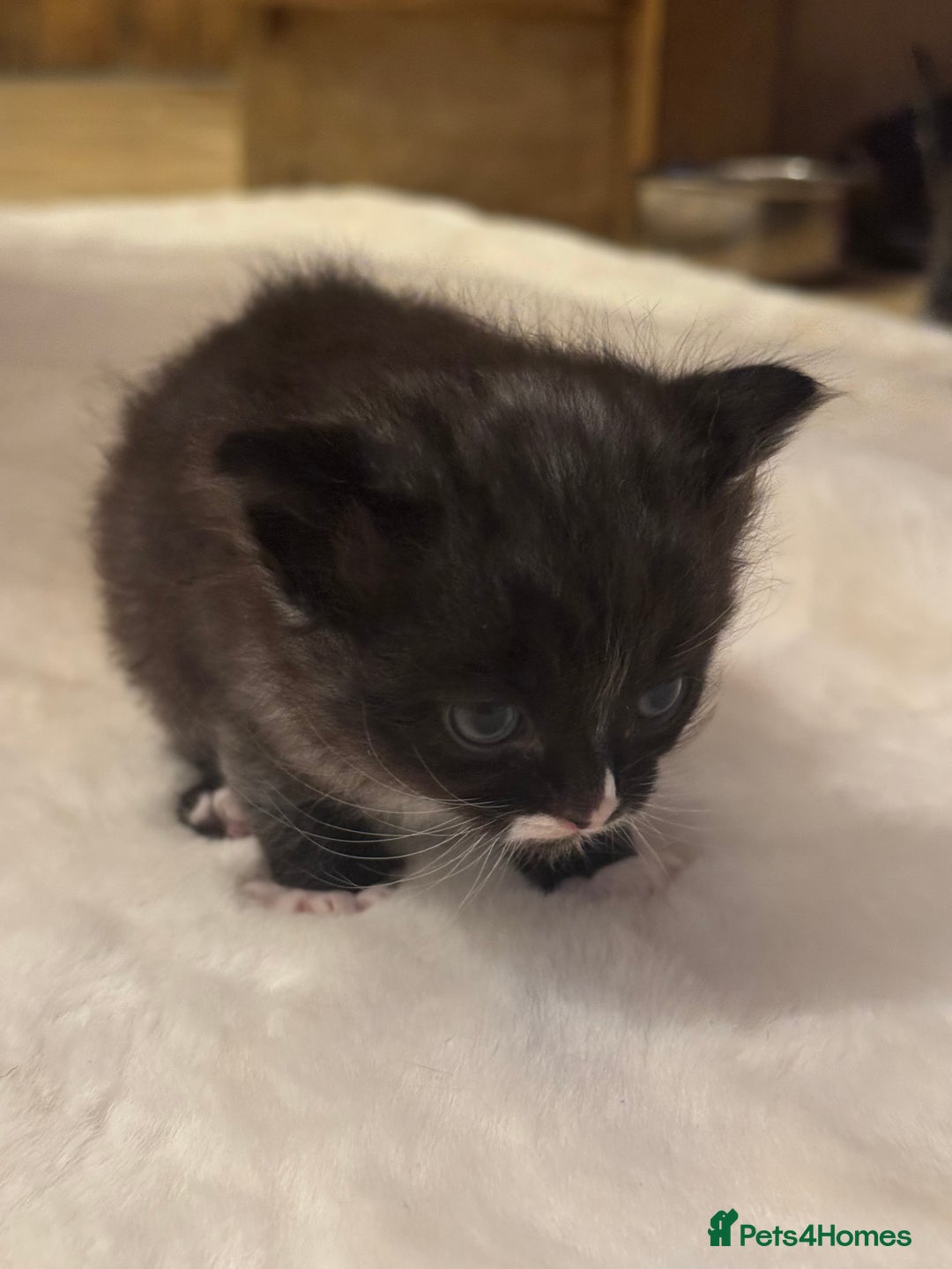 Ragdoll cats for sale: Half ragdoll stunningly marked kittens  - Image 28
