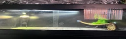 Bearded Dragon reptiles for sale: Bearded Dragon + Vivarium in Peterhead - Advert 6