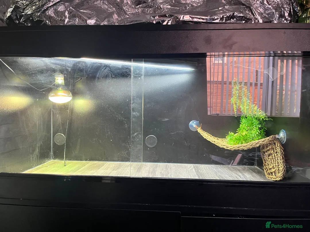 Bearded Dragon reptiles for sale: Bearded Dragon + Vivarium in Peterhead - Advert 6