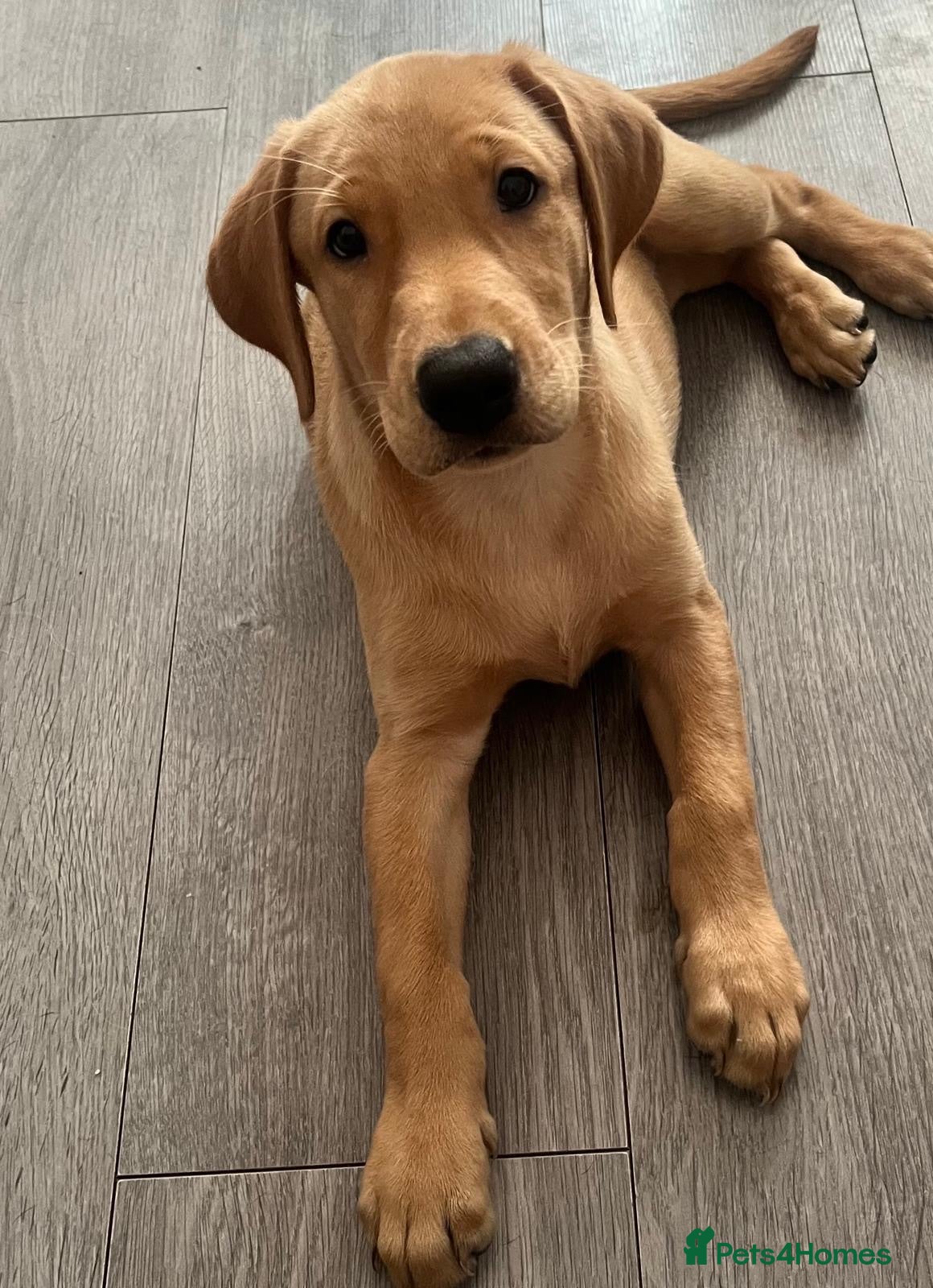 Labrador Retriever dogs 1 Girl! Adorable KC Labrador Puppies - Advert 1