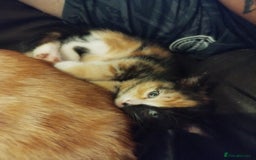 Domestic Shorthair cats for sale: 2 female kittens available - Image 1