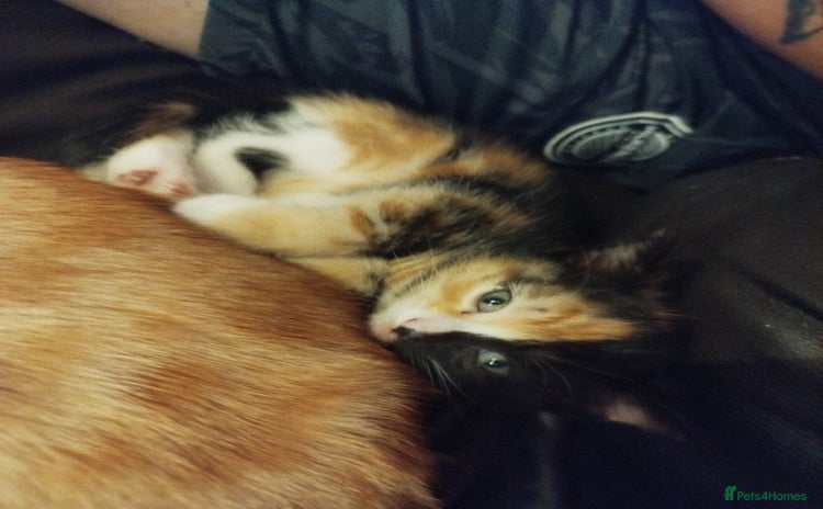 Domestic Shorthair cats - Advert 1