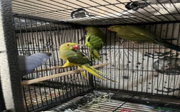 Ringnecks birds for sale: Ring necks for sale different colours  - Image 9