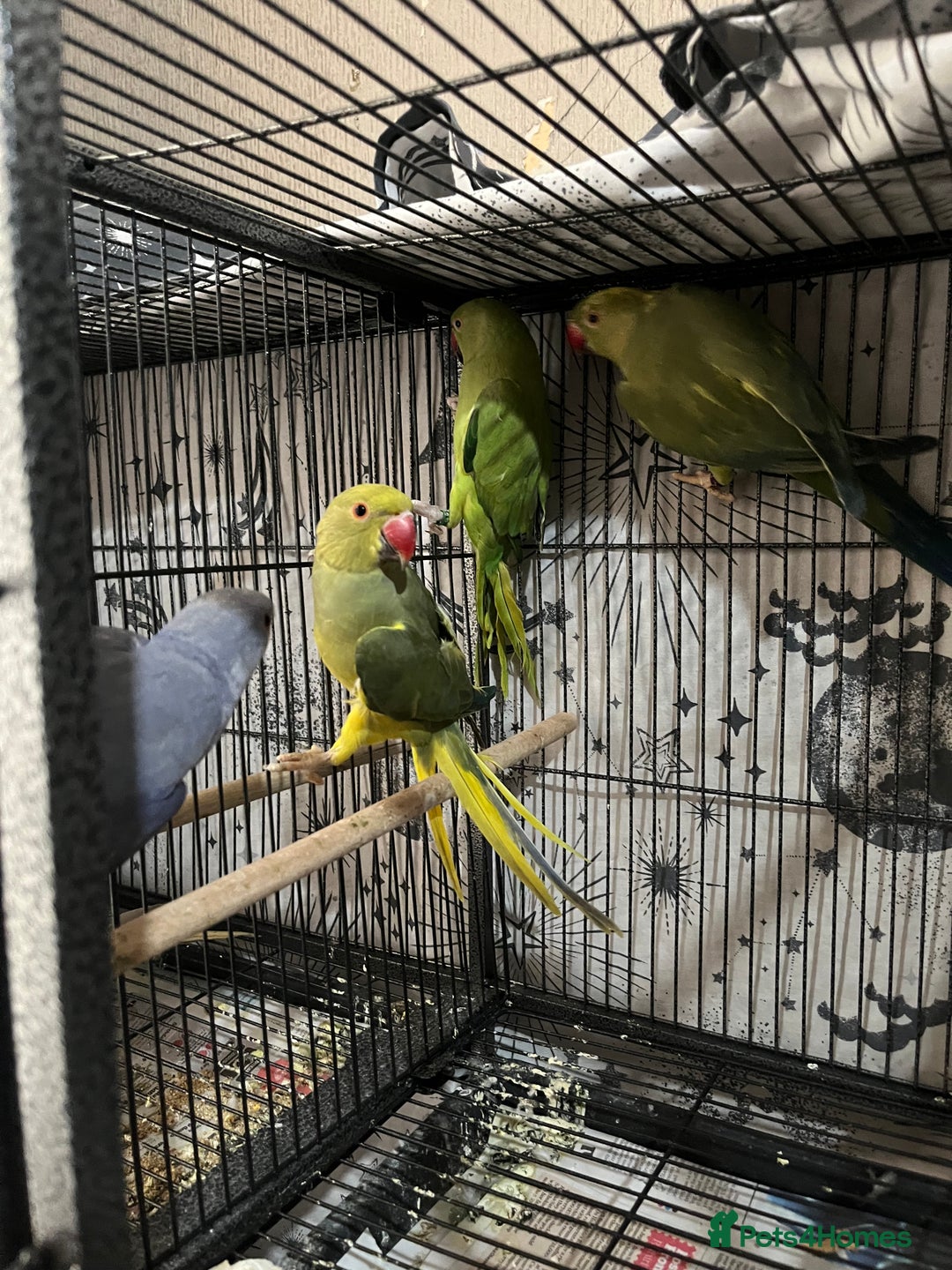 Ringnecks birds for sale: Ring necks for sale different colours  - Image 9