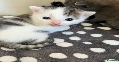 Mixed Breed cats - Advert 10