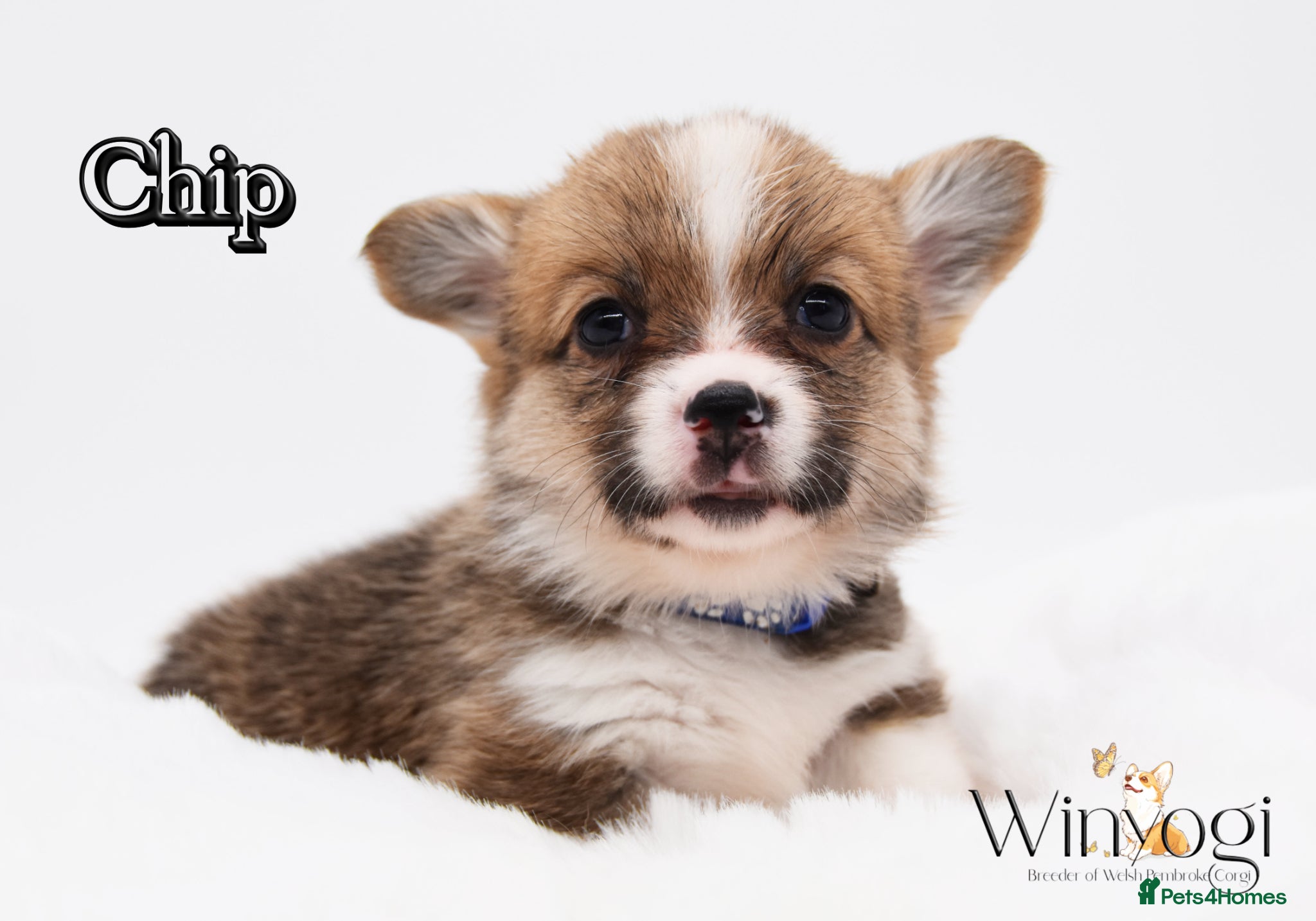 Welsh Corgi Pembroke dogs Absolutely Stunning KC WPC Puppies  - Advert 2