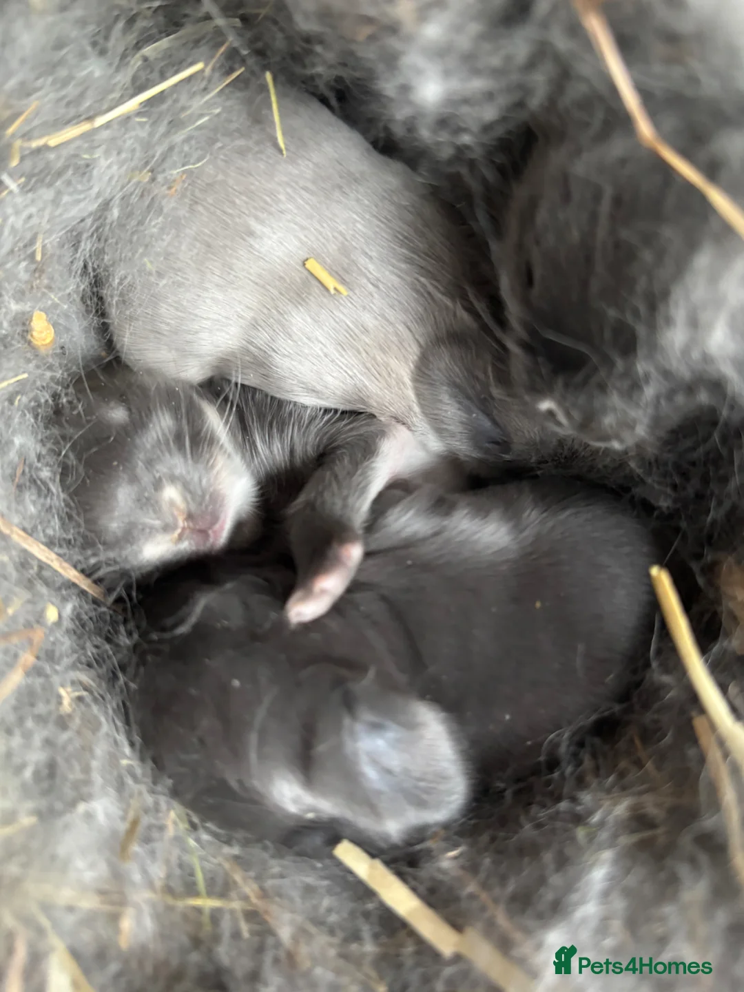 Mini Lion Lop rabbits for sale: Beautiful Baby Mini Lops  - Advert 14