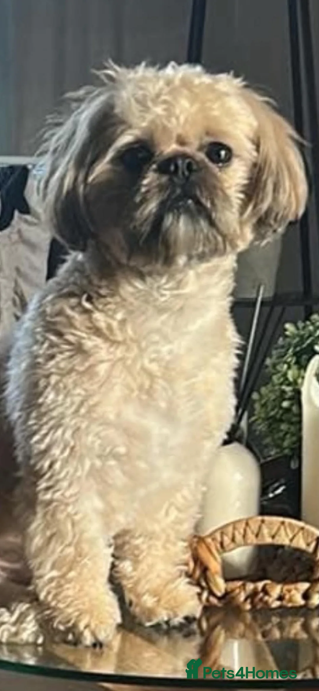 Shih Tzu dogs for sale: Stanley – 3 Year Old Male Shih Tzu - Advert 2