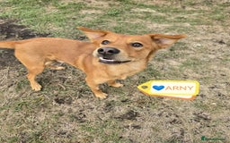 Mixed Breed dogs for adoption: 💙🐶 ARCHIE AND ARNY🐶💙 - Image 6
