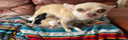 Chihuahua dogs for sale: Meet the Magnificent 7 - Advert 36