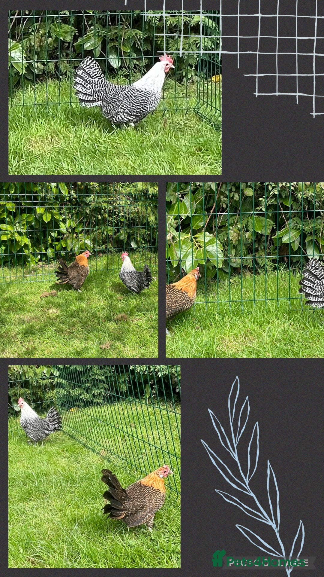 Chickens poultry Silver and gold Campine hens - Advert 1