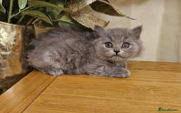 British Shorthair cats for sale: Last 4 male British Short-hair/long hair kittens  - Image 22