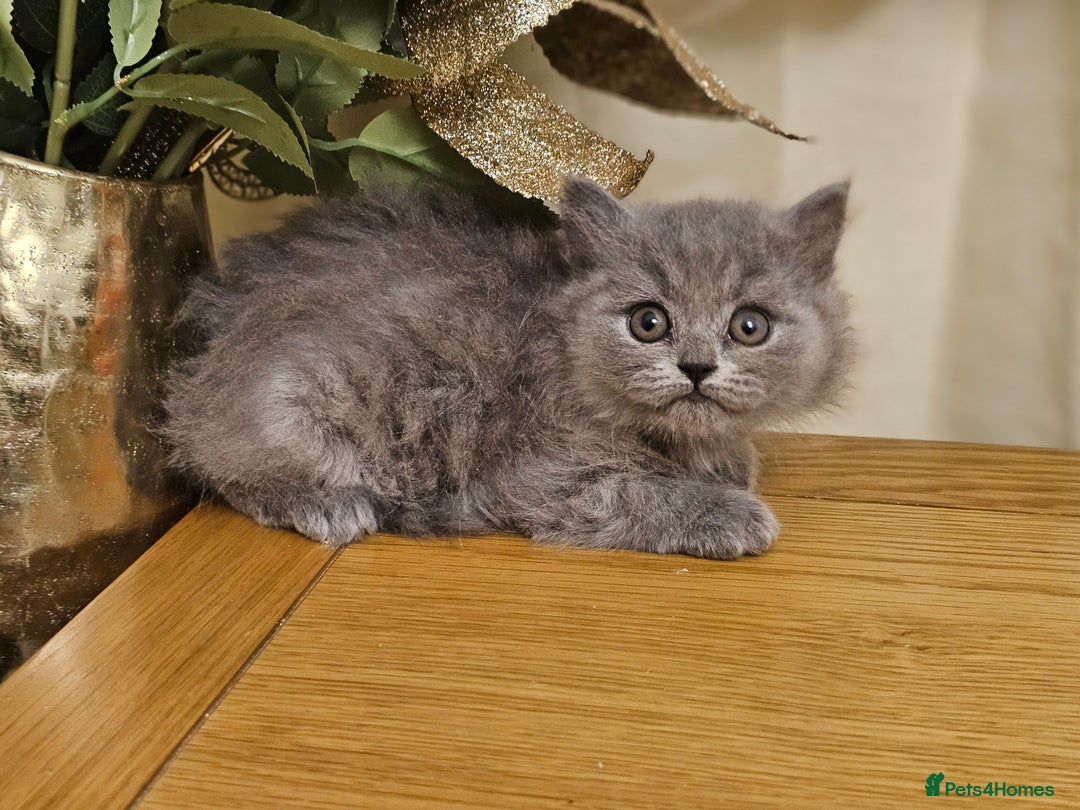 British Shorthair cats for sale: Last 4 male British Short-hair/long hair kittens  - Image 22