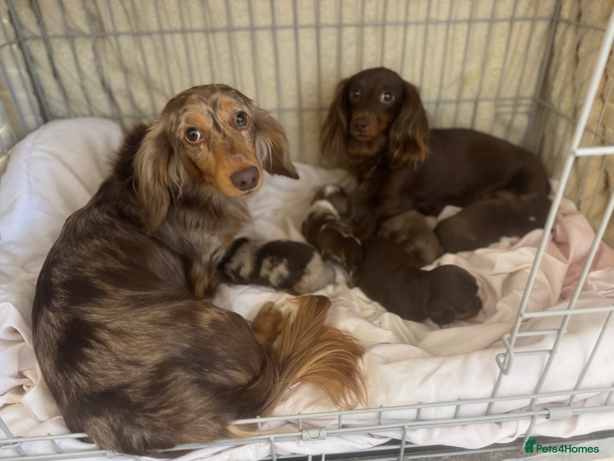 Miniature Dachshund dogs Miniature long hair dachshund Puppies  - Advert 8