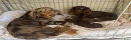 Miniature Dachshund dogs for sale: Miniature long hair dachshund Puppies  - Advert 7