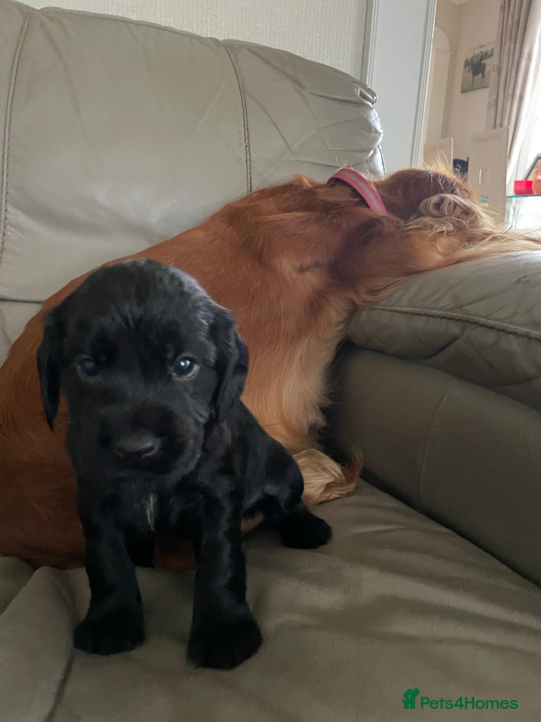 Cockerdor dogs for sale: Outstanding working gun puppies  - Image 4