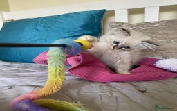 Ragdoll cats for sale:  Charming and fluffy Female Ragdoll Kittens - Image 12
