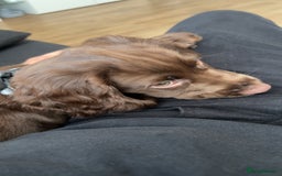 Cocker Spaniel dogs for sale: A beautiful chocolate cocker spaniel girl - Image 4