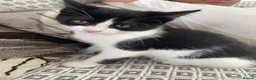 Mixed Breed cats for sale: Two beautiful black & white female kittens - Advert 16