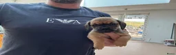 Mixed Breed dogs for sale: Stunning pug x dachshund  in Liskeard - Advert 9