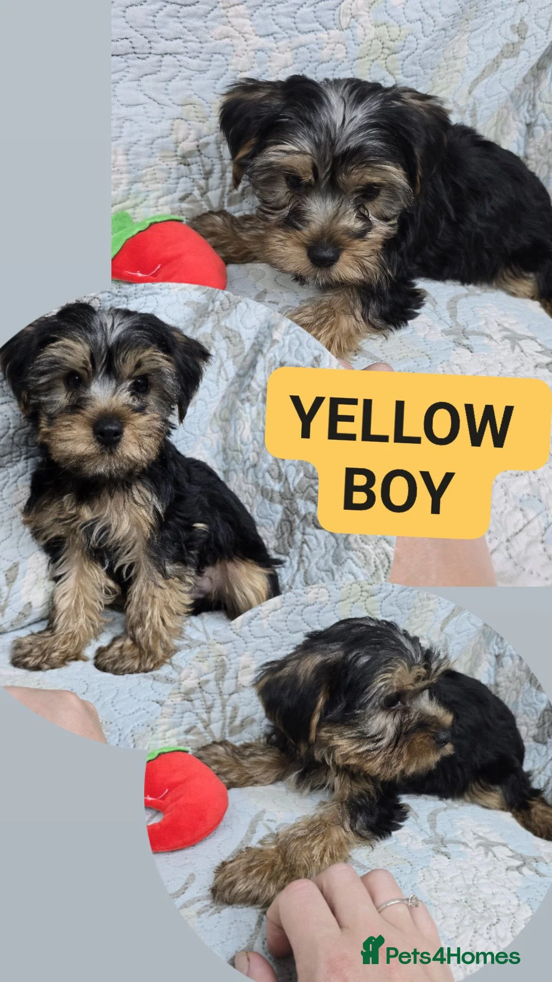 Yorkshire Terrier dogs for sale: Beautiful Yorkshire Terrier Puppies ❤️ - Advert 2