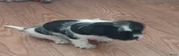 Shih Tzu dogs for sale: 10 week old male black & white shih tzu puppy  - Advert 5
