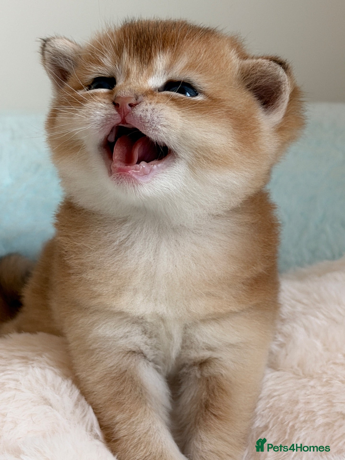 British Shorthair cats BSH golden kittens show quality TICA reg - Advert 17