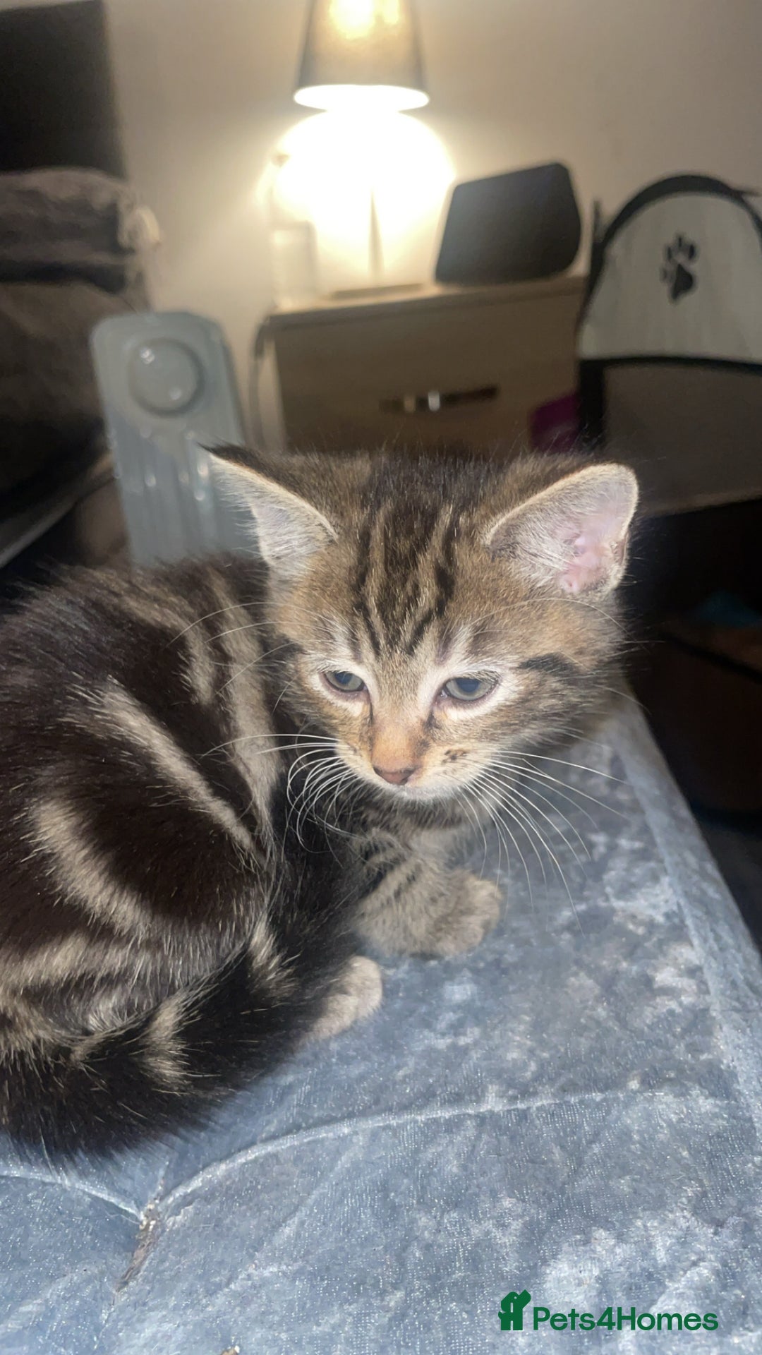 Mixed Breed cats for sale: Kittens For Sale  - Advert 9