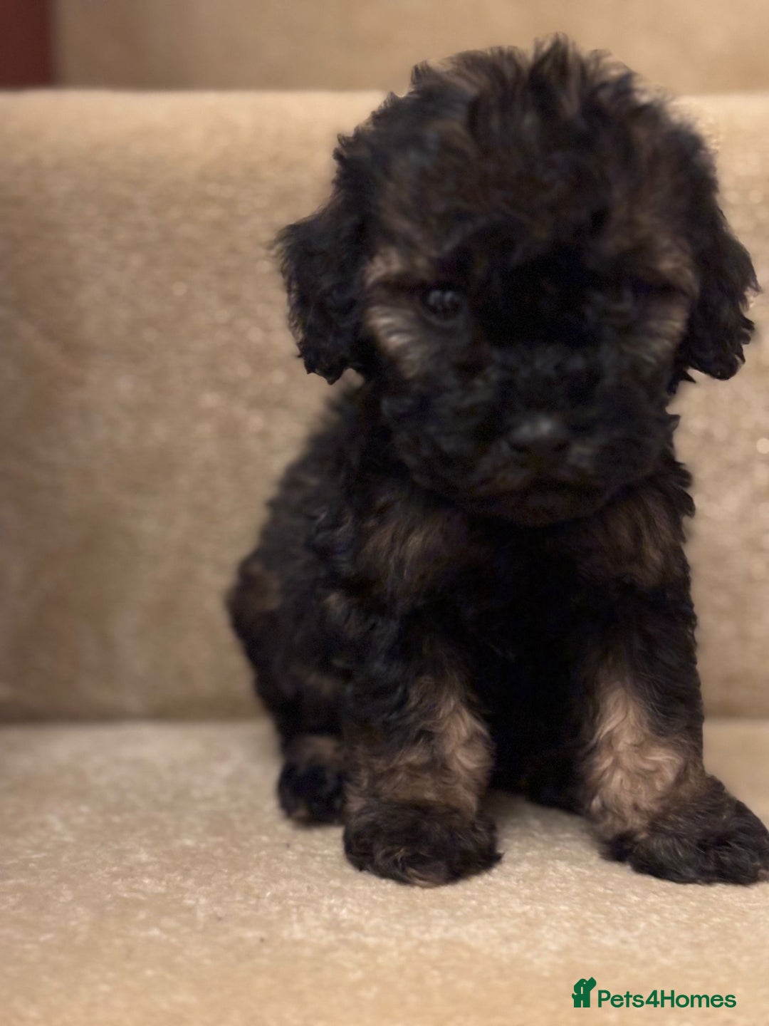 Cavapoo dogs for sale: F1A Cavapoos - Advert 16