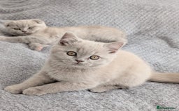 Scottish Fold cats for sale: Scottish fold kittens are looking for family🥰 - Advert 14
