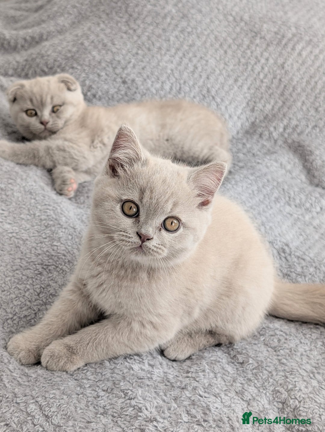 Scottish Fold cats for sale: Scottish fold kittens are looking for family🥰 - Advert 14