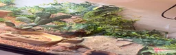Bearded Dragon reptiles for sale: Spike the Bearded Dragon – Complete Setup for Sale in Chester - Advert 3