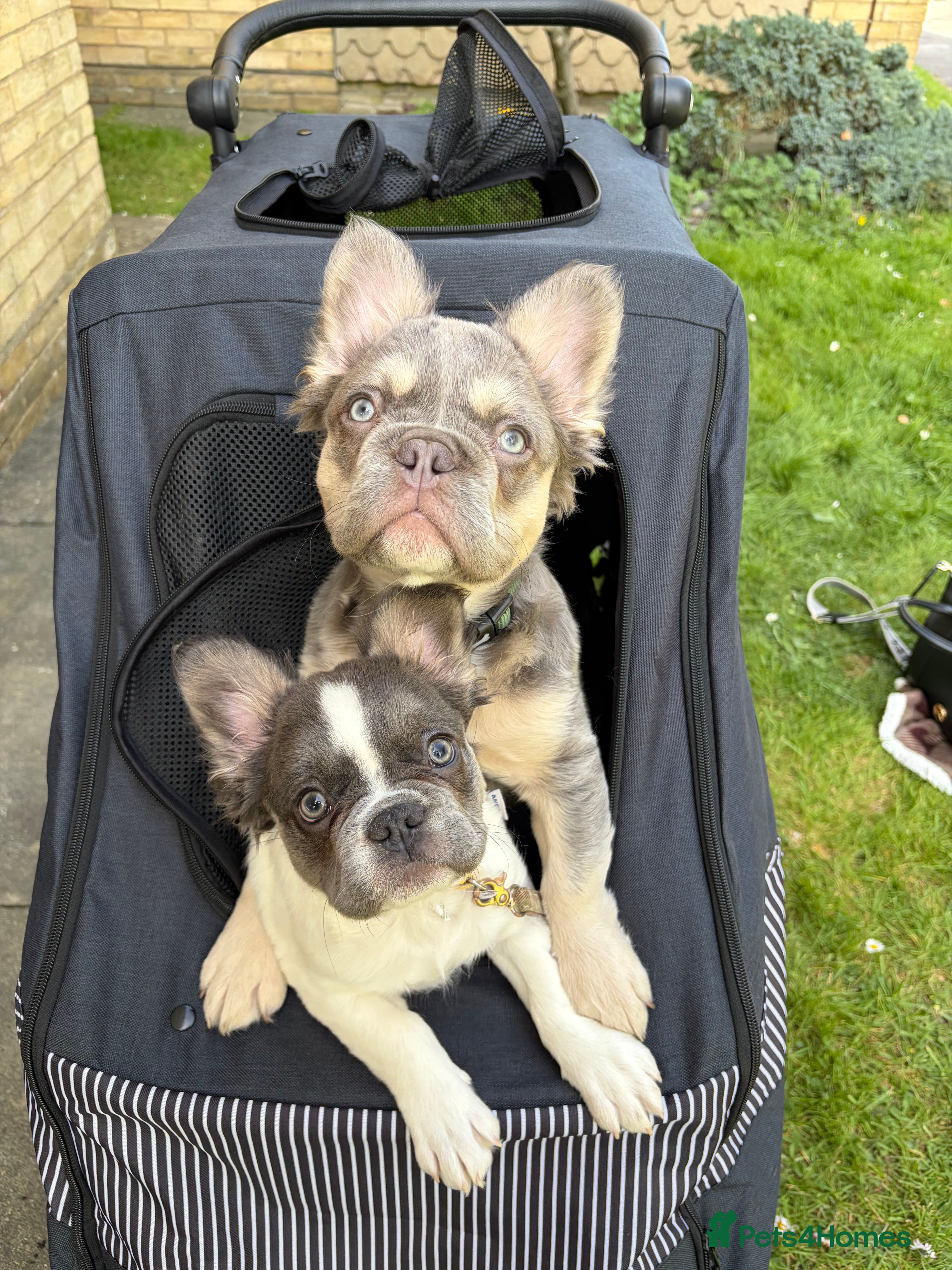 French Bulldog dogs Fluffy French Bulldogs - Advert 1