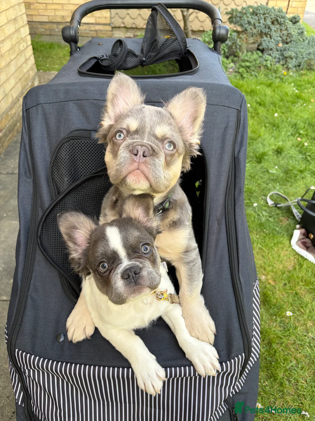 French Bulldog dogs for sale: Fluffy French Bulldogs - Advert 1