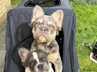 French Bulldog dogs Fluffy French Bulldogs - Advert 1