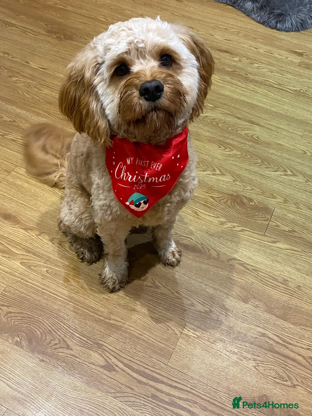 Cavapoo dogs for sale: Cavapoo for Sale  in Birmingham - Advert 13