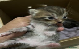 Domestic Shorthair cats for sale: cat and kittens for rehoming - Image 15