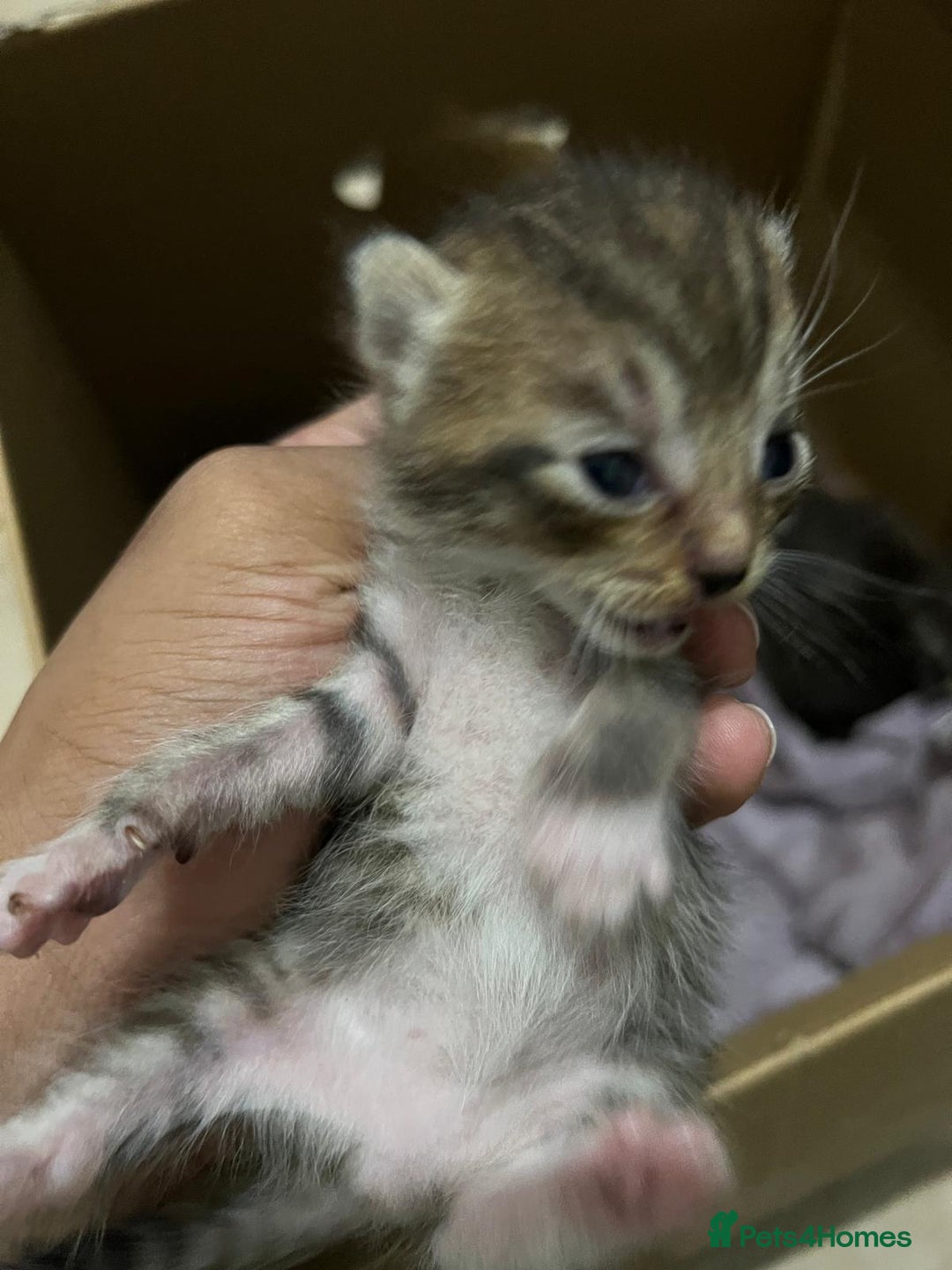Domestic Shorthair cats for sale: cat and kittens for rehoming - Image 15