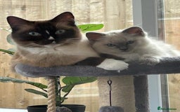 Ragdoll cats for sale: Ragdoll Kittens - last boy available  in Bournemouth - Image 1