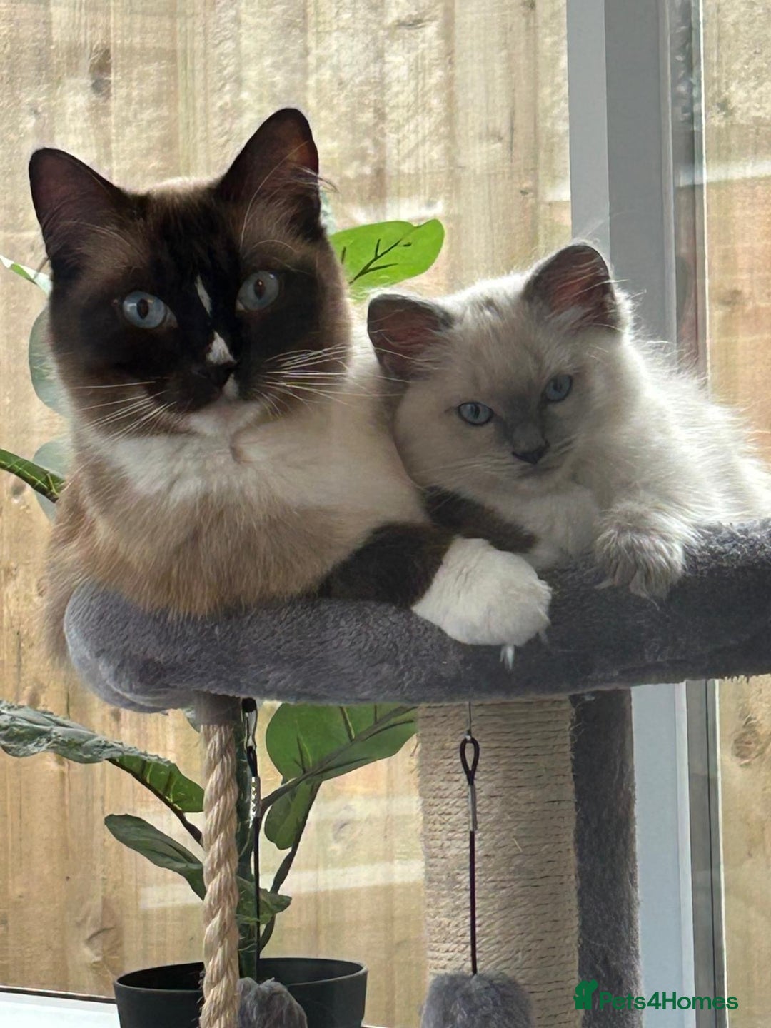 Ragdoll cats for sale: Ragdoll Kittens - last boy available  in Bournemouth - Image 1
