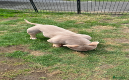 American Bully dogs for sale: American bully puppy twins available  - Image 11
