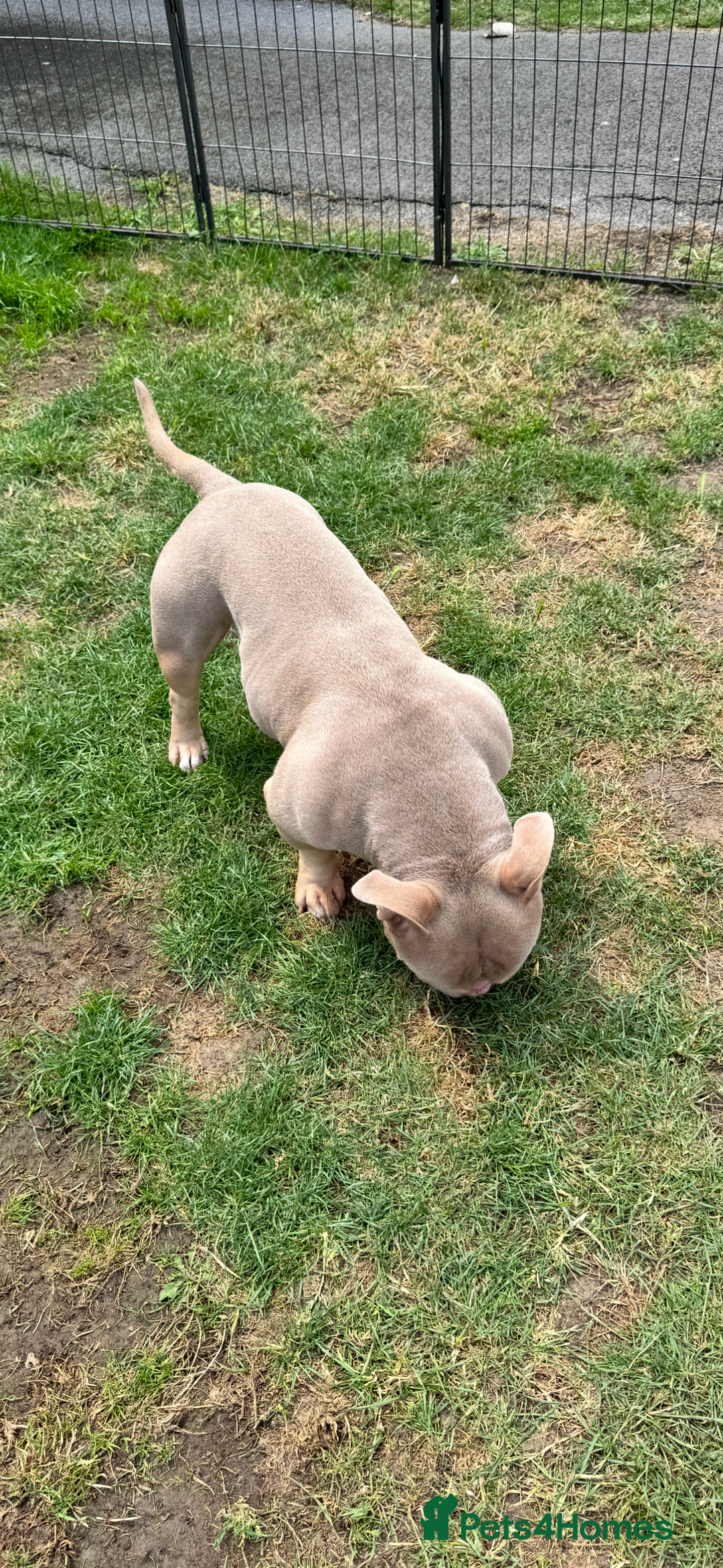 American Bully dogs for sale: American bully puppy twins available  - Image 11