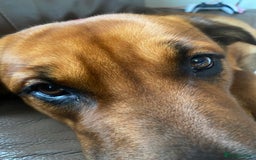 Mixed Breed dogs for sale: 8 month old Belgian/ Rottweiler  - Advert 1