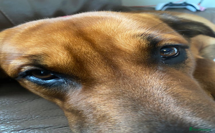 Mixed Breed dogs 8 month old Belgian/ Rottweiler  - Advert 2